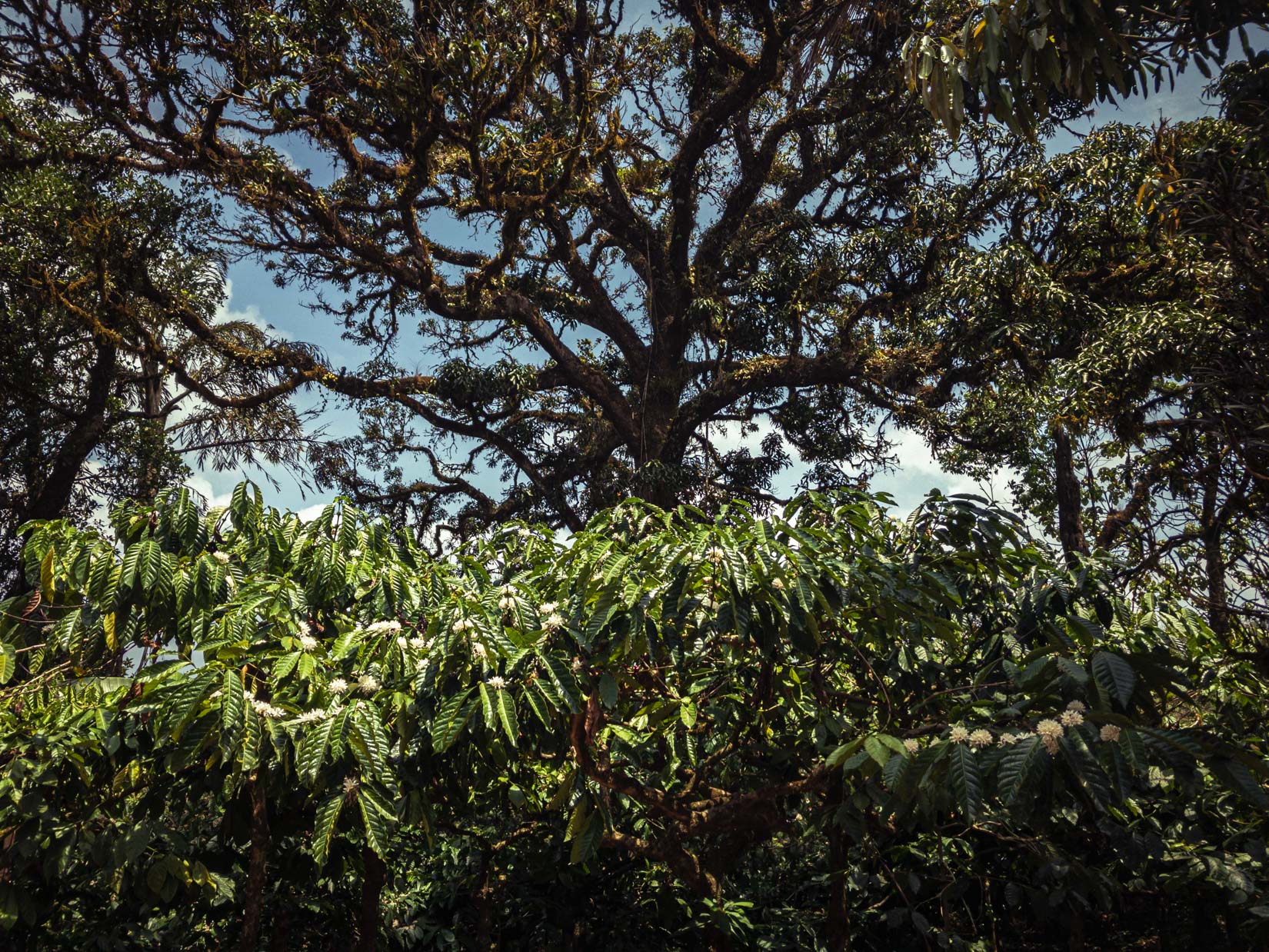 A spice, tea and coffee garden, a veritable paradise of biodiversity in the Western Ghats of Karnataka